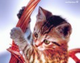 /album/fotogaleria-homepage/kitty-my-kitty2-jpg/